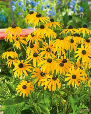 Gewöhnliche Sonnenhut - Rudbeckia fulgida - Leuchtend gelbe Blütenblätter mit dunkler Mitte - Samen