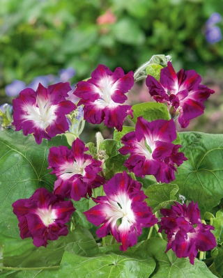 Ipomée - Ruffled Red - Ipomoea x imperialis - Rouge vif et structuré, pétales aux courbes spectaculaires - Graines fraîches