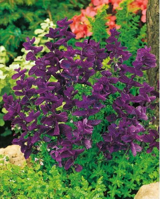 Annual Clary - Blue - Salvia horminum - Perfect for sunny borders, containers & edging - Fresh Seeds