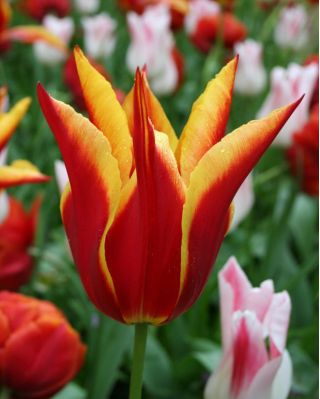 Tulipa Aladdin - Tulip Aladdin - 5 bulbs