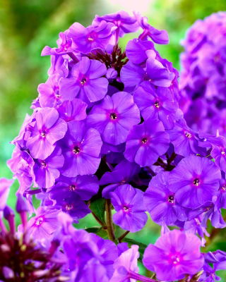 Флокс - фиолетовый - Phlox