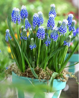 Muscari Mount Hood - Grape Hyacinth Mount Hood - 5 bulbs