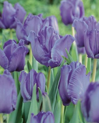 Tulipa modrý papoušek - Tulipán modrý papoušek - 5 květinové cibule - Tulipa Blue Parrot