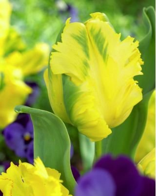 Tulipa Texas Gold - Tulip Texas Gold - 5 bulbs