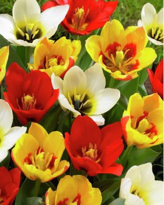 郁金香植物混合 - 郁金香植物混合 -  5个洋葱 - Tulipa botanical 