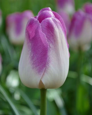 Tulipa Shirley - Tulip Shirley - 5 bulbs