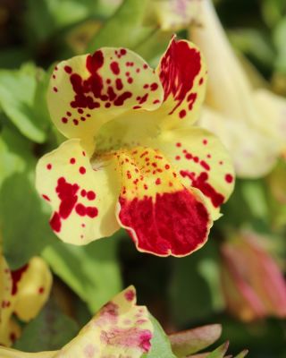 Monkeyflower - 2500 semi - Mimulus hybridus