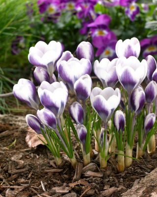 Crocus Prins Claus - 10 bulbs