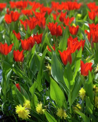 郁金香Tubergen的品种 - 郁金香Tubergen的品种 -  5个洋葱 - Tulipa Tubergen's Variety