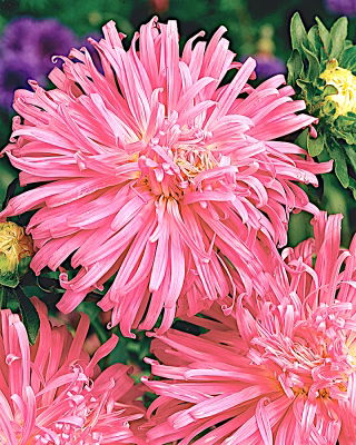 ดอกแอสเตอร์ดอกเบญจมาศ "เอเรียล" - สีชมพูอ่อน - 450 เมล็ด - Callistephus chinensis 