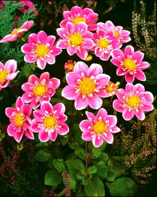 Dahlia Hartenaas