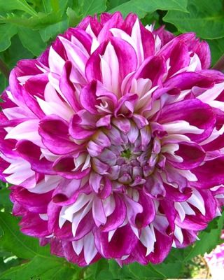 Dahlia Optik İllüzyon