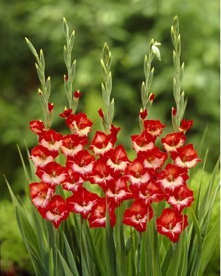 Gladiolsläktet Mademoiselle de Paris - paket med 5 stycken - Gladiolus Mademoiselle de Paris