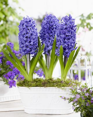 יקינתון כחול פרל - 3 יח ' - Hyacinthus