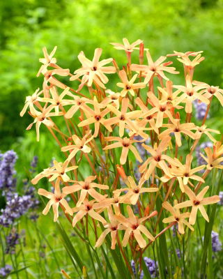 Ixia - Ixia paniculata Eos - 25 Stück; Klebschwertel, Mistelblume, Miniaturgladiole