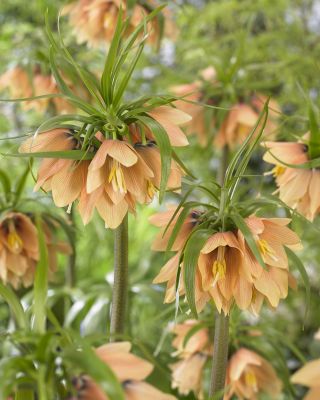 Crown imperial - agrīnā fantāzija; Imperial fritillary, Ķeizara kronis