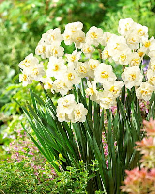 Narcissus Cheerfulness – Narzisse Cheerfulness - 5 Zwiebeln