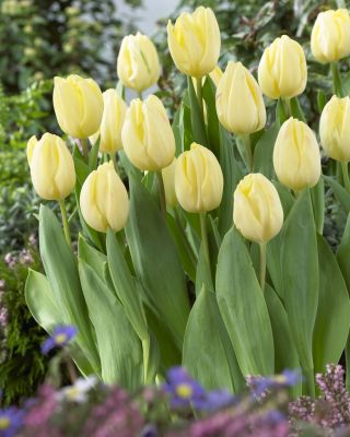 Прапор Tulipa Creme - Culip Creme Flag - 5 цибулин - Tulipa Creme Flag
