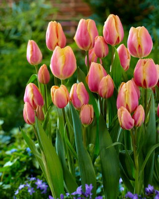 Tulipán Dragon King - csomag 5 darab - Tulipa Dragon King