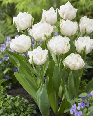 Tulipa Mount Tacoma - Tulip Mount Tacoma - 5 bulbs