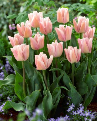 Tulpansläktet Rejoyce - paket med 5 stycken - Tulipa Rejoyce