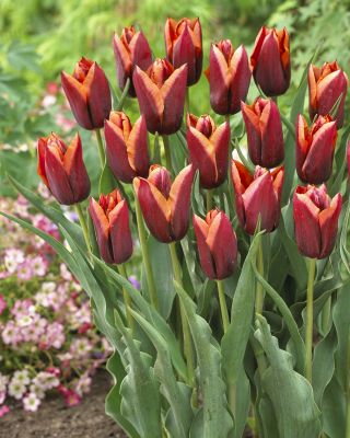 Tulpansläktet Slawa - paket med 5 stycken - Tulipa Slawa