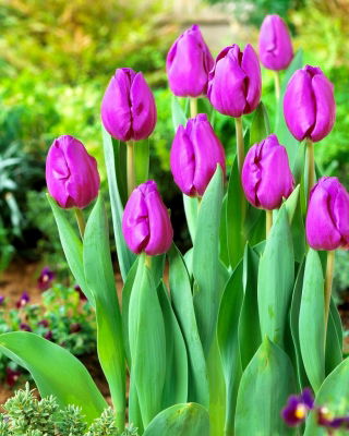 Tulipa Bold  - 郁金香大胆 -  5个洋葱 - Tulipa Negrita