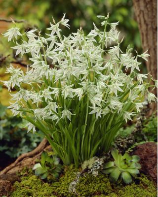 Aftonstjärna - paket med 10 stycken - Ornithogalum Nutans
