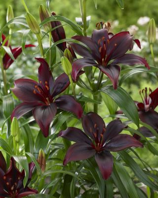 Lilium, Lily Mapira