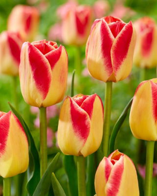 Tulipa Candy Corner - Tulip Candy Corner - 5 bulbs