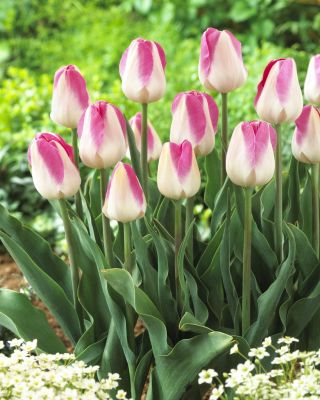 Tulipan Innuendo - pakke med 5 stk - Tulipa Innuendo
