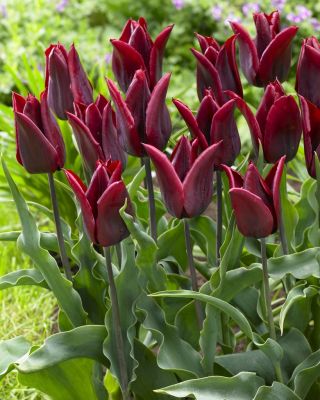 Tulipan Lasting Love - pakke med 5 stk - Tulipa Lasting Love