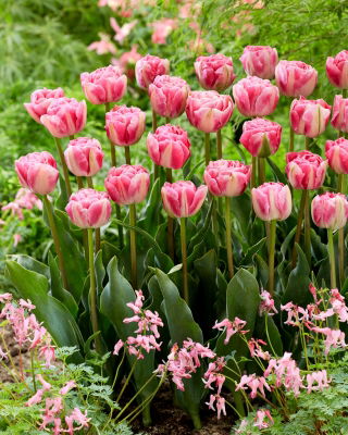 Tulipán Vogue - csomag 5 darab - Tulipa Vogue
