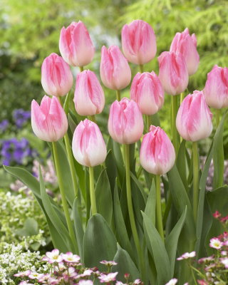 Тулипа Фирст Цласс - Тулип Фирст Цласс - 5 сијалки - Tulipa First Class