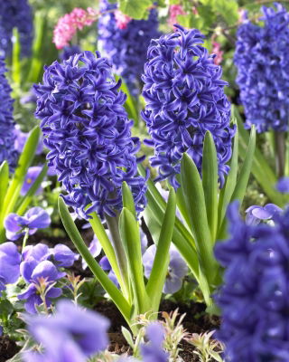 Hyacinth Blue Jacket – large pack! – 30 pcs