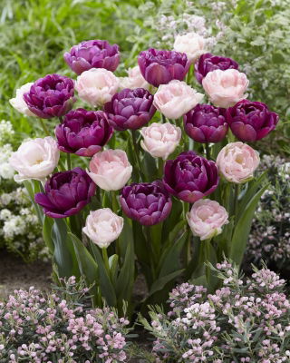 Secret Note – set of double tulip varieties with pale pink and purple blooms - 40 pcs.