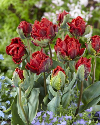 Dupla tulipán 'Rococo Double' - 5 db. Csomag