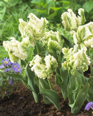 チューリップスーパーオウム - チューリップスーパーオウム -  5球根 - Tulipa Super Parrot
