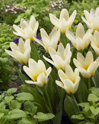Tulipa Concerto - Tulip Concerto - 5 bulbs