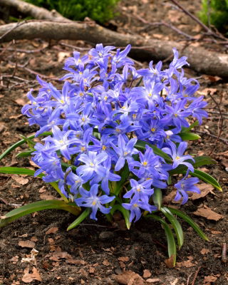 Gewöhnliche Sternhyazinthe - Chionodoxa luciliae - 10 Stück; Schneeglanz, Gewöhnlicher Schneestolz