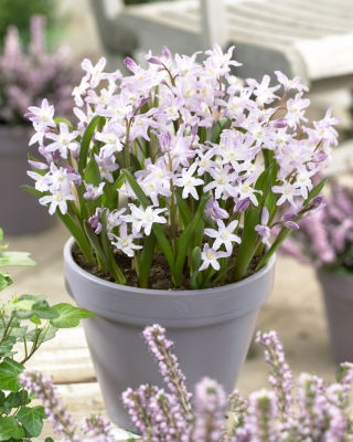Gloria de la nieve de Forbes Chionodoxa forbesii Pink Giant - ¡Paquete grande! - 100 piezas