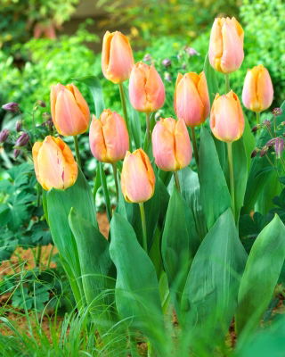 Hoàng tử cá hồi hoa tulip - Gói 5 chiếc - 