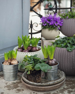 "Cozies S" pot tanaman gantung - ø 28 cm - coklat tua - 
