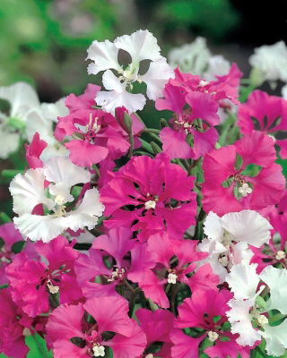 Deerhorn Clarkian siemenet - Clarkia pulchella - 3000 siemeniä