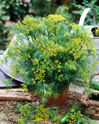Укроп - Bouquet - 2800 семена - Anethum graveolens L.