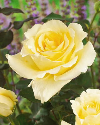 Storblomsteret rose - cremet hvid - potteplante - 