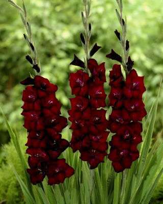 Gladiolus, Gladiole, Schwertblume Black Surprise - 5 Zwiebeln