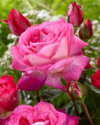 Grootbloemige roos - witte roze randen - ingemaakte zaailing - 