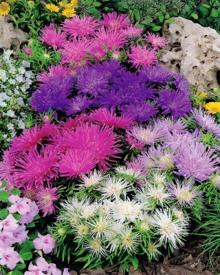 Aster de anão chinês "Teisa Stars" - 150 sementes - Callistephus chinsensis Teisa Stars