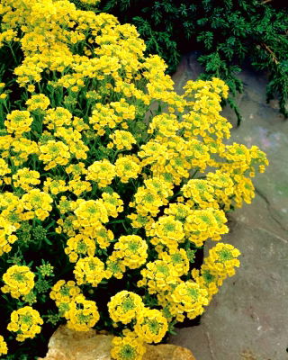 Graines d'Alysson des montagnes - Alyssum montanum - 500 graines